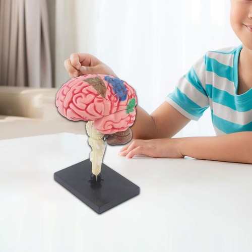 Human brain model toy - brain,