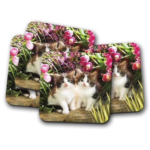 Set beautiful kittens - 4,