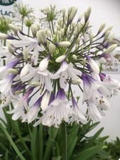 NEW Agapanthus ‘Fireworks’