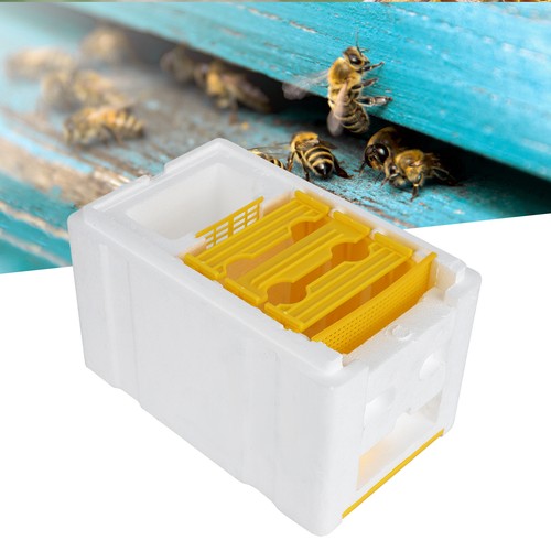 Queen bee mating box foam - —queen,