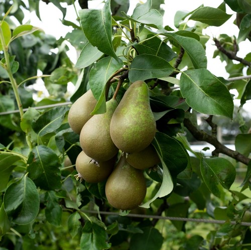 Pear patio tree for - tree, garden