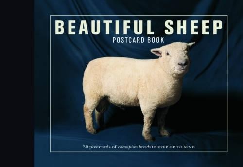 Beautiful sheep postcard - beautiful, book