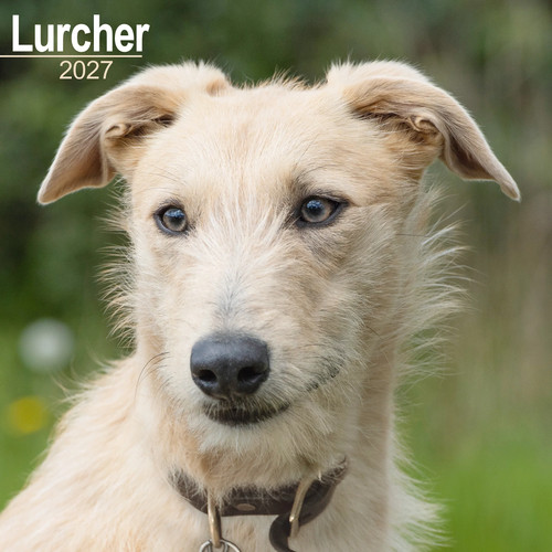 Lurcher 2027 calendar - , dog