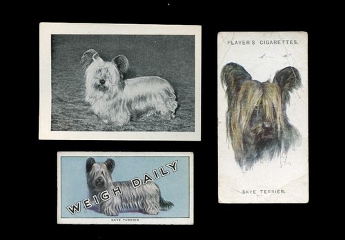 Skye terrier dog vintage - dog,