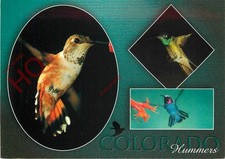 Picture Postcard::Colorado, Hummers, Hummingbirds