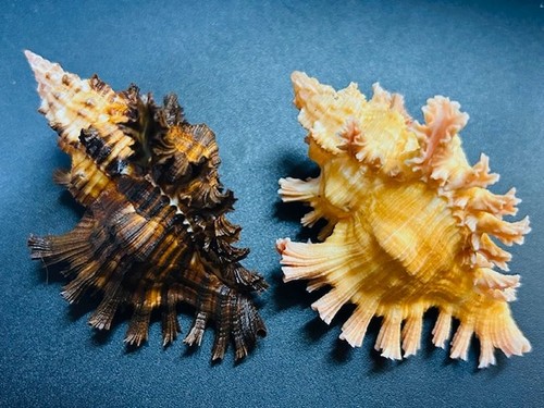 Murex chicoreus rubiginosus - chicoreus,