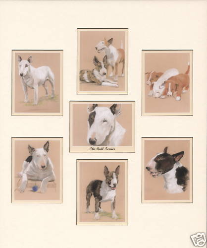 The bull terrier - the,