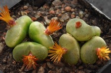 Conophytum phoeniceum (Umdaus)