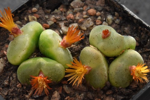 Conophytum phoeniceum - , (umdaus)