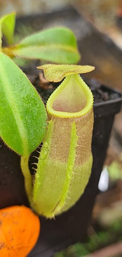 Nepenthes veitchii umor x - 'pa'umor,