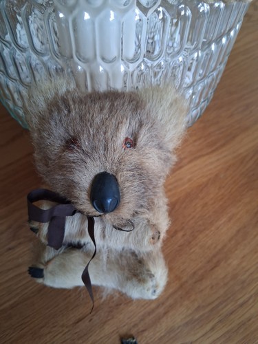 Australia koala bear kangaroo - australia,