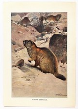 MARMOT -  1916 Antique Print