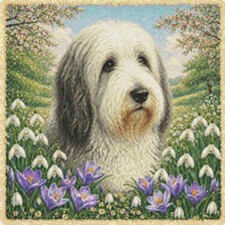 Polish lowland sheepdog - polish,