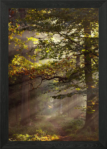Sunbeams the forest framed - in,