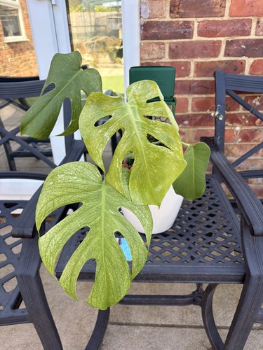 Monstera mint variegata - mint, |