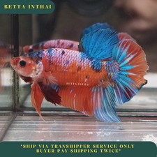 Live Betta Fish Giant Koi Nemo