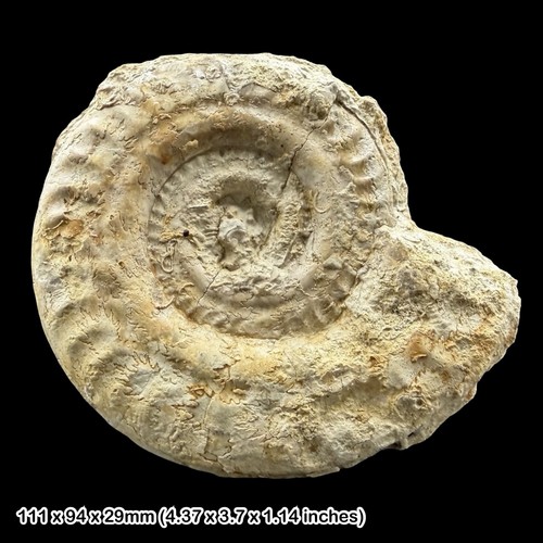Hildoceras fossil ammonite - hildoceras,