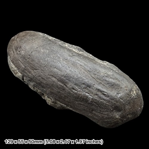 Petrified wood fossil - wood,