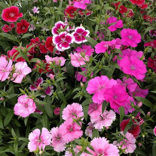 Dianthus carnation festival - carnation,