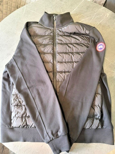 Canada goose hybridge huron - goose,