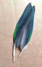 Fly tying / Native crafts / art / cards - Amazon Parrot primary wing feathers