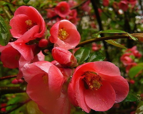 Chaenomeles japonica - japonica, /