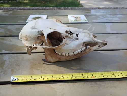 Fallow deer bones for - fallow,
