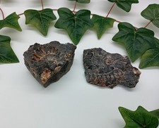 2x Pieces Of Broken Rock Containing Ammonite - Charmouth Dorset UK - Fossils