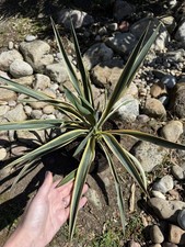 Yucca gloriosa variegata - gloriosa,