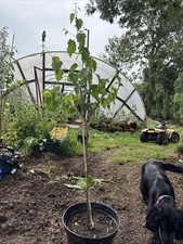 Silver Birch Tree Around 4