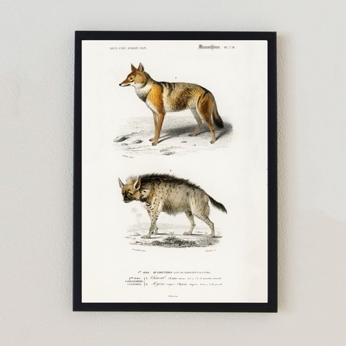 Hyenas vintage illustration - hyenas,