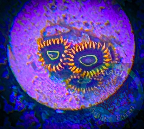 Saf wysiwyg rainbow - saf~, “wysiwyg”rainbow