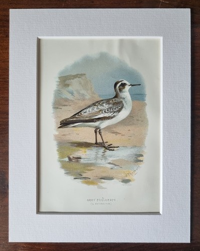 Antique mounted bird print - antique,