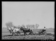 Photo:Plowing with team of