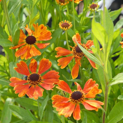 Helenium moerheim beauty - helenium, 1;2