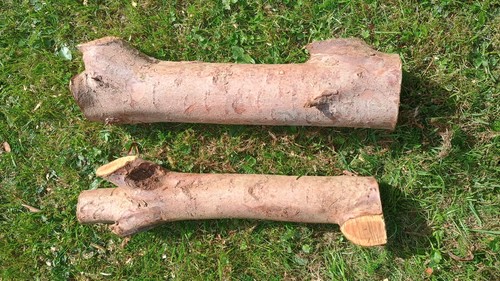 Yew wood for - , turning