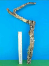 CORK BARK BRANCH 56CM LEOPARD