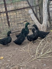 Fertile Cayuga Duck Hatching