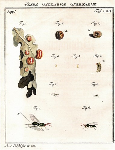 Insects wasps vespa - insects,
