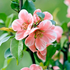 Chaenomeles Madame Butterfly