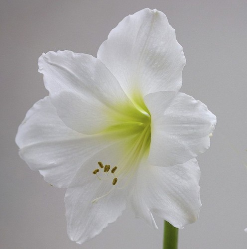 Amaryllis mont blanc pure - amaryllis,