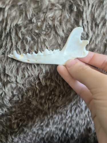 Taxidermy racoon jaw bone - racoon,