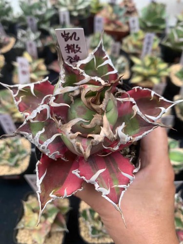 Rare live house plant - live,