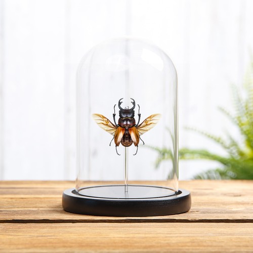 Stag beetle glass dome - beetle,