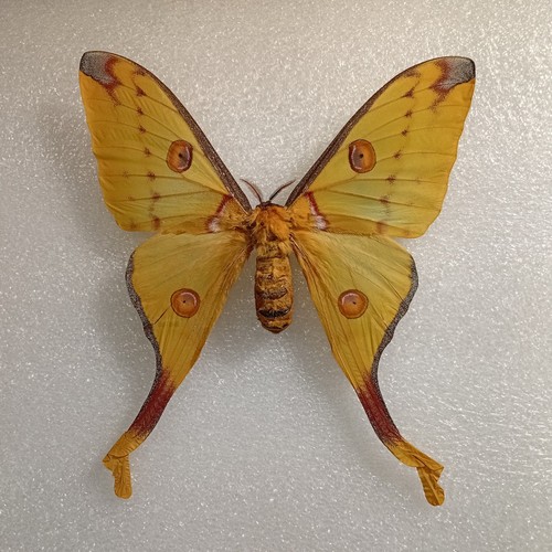 Argema mittrei comet moth set - argema, mittrei,