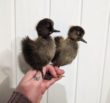 Skulls, Bones, Taxidermy