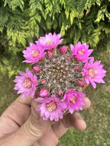 One only mammillari dioica - one, only!