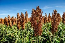 2 lb. Milo Food Plot Seed
