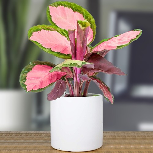 Calathea roseopicta rosy - 1,