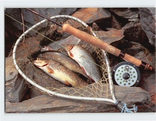 Postcard trout freshly caught - trout,